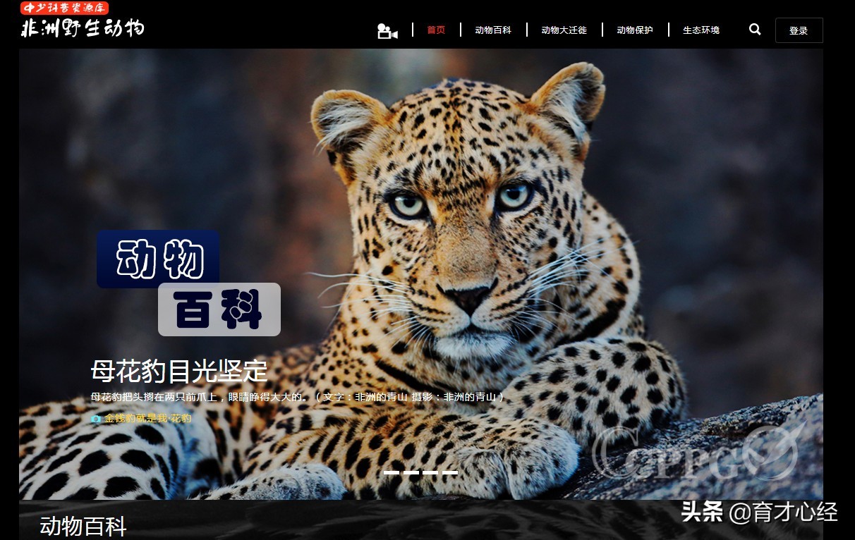 双减政策下孩子们都去哪儿了,双减政策家长必须知道的