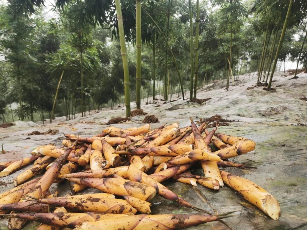 春笋人间四月天,人间四月天吃春笋