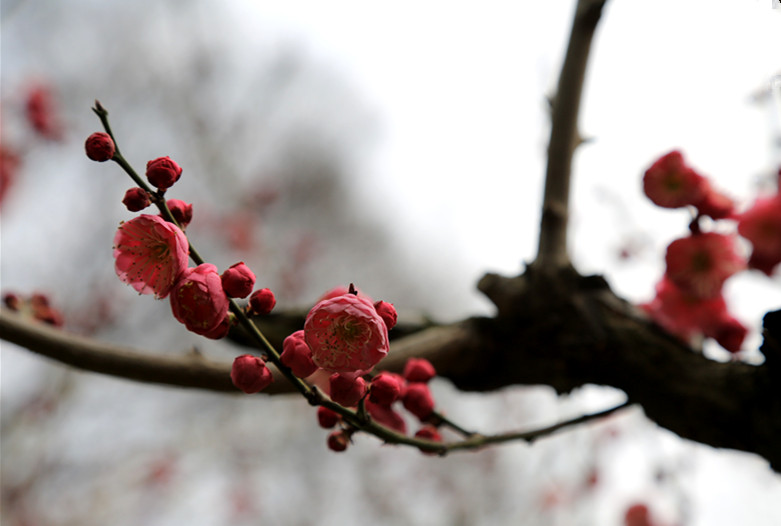 南京古林梅岭，二梅报春；盆景园梅花，婀娜多姿