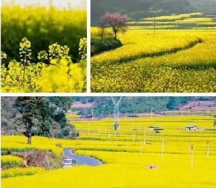 天津静海油菜花景点在哪里,天津油菜花旅游最佳路线图
