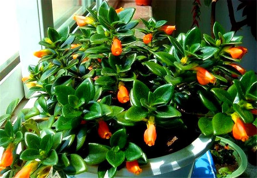 金鱼吊兰长出小花苞干枯了为什么,金鱼吊兰不开花了怎么办