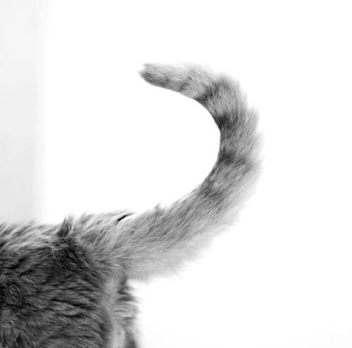 为什么不可以拽猫猫的尾巴,拽猫尾巴能引起什么后果