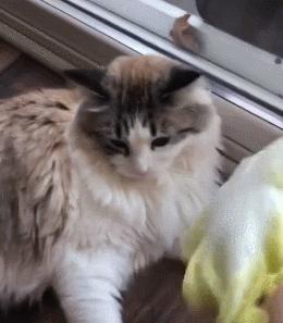 小卖部老板养了一只招财猫,店老板养的猫咪