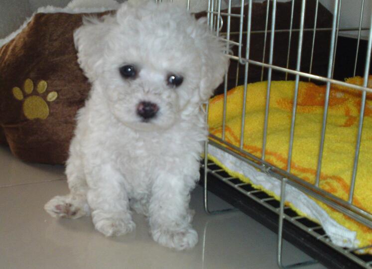 缺乏“安全感”的比熊犬,都会有这6种情况,希望你家没有