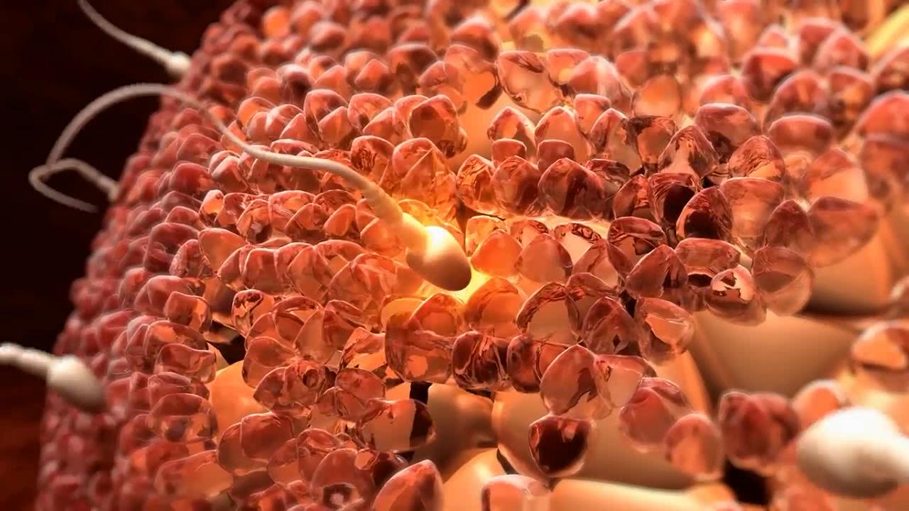 准爸爸身体状况与宝宝的性别有一定的关系的哦，作息和饮食要注意