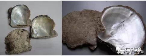 珍珠的知识图片大全,珍珠最全知识