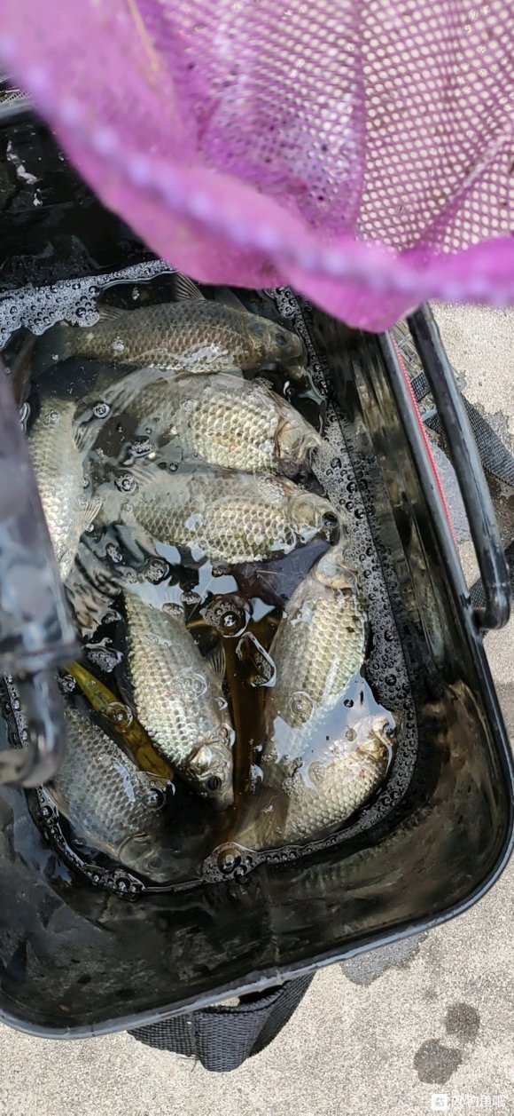 重窝鱼不开口怎么回事,窝里鱼很多就是不开口