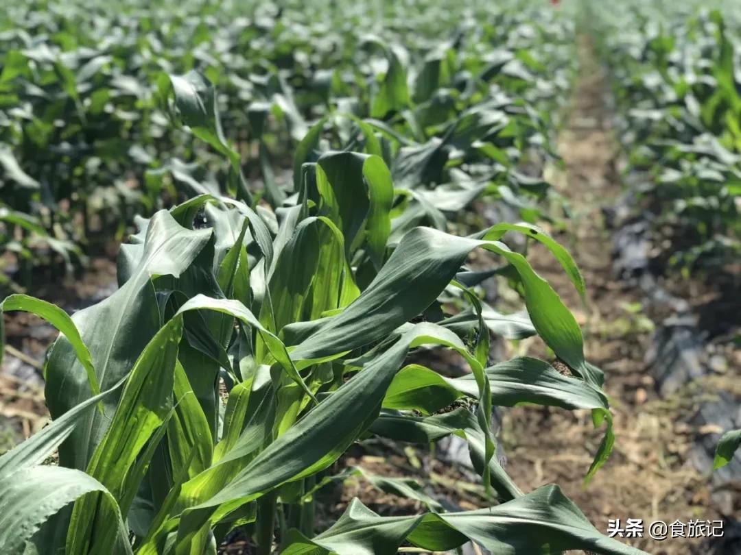 爆浆冰糖玉米怎么做好吃,牛奶冰糖玉米好吃吗