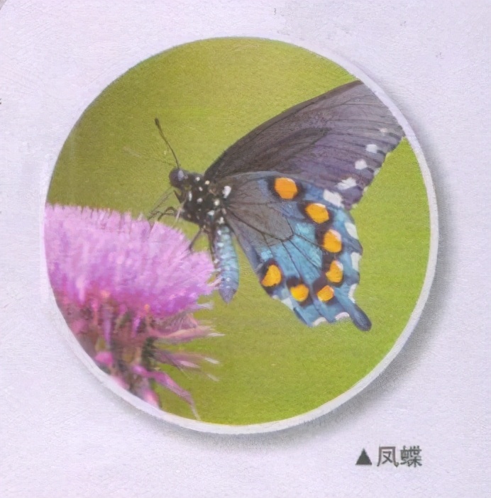 昆虫样子特点,昆虫视觉是什么样的