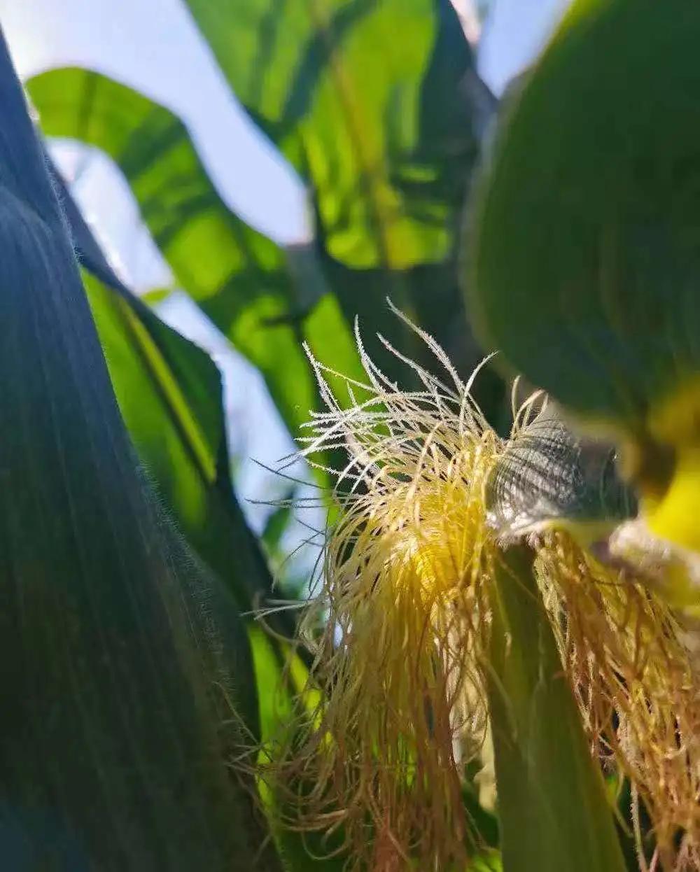 大熊猫这么可爱大家喜欢它吗,耕地中的大熊猫吃什么