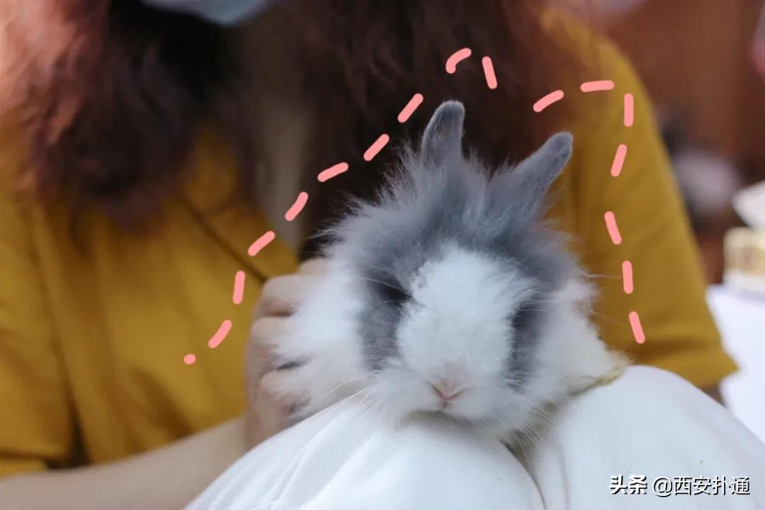 西安有哪些可以撸兔子的店,西安撸兔子的店