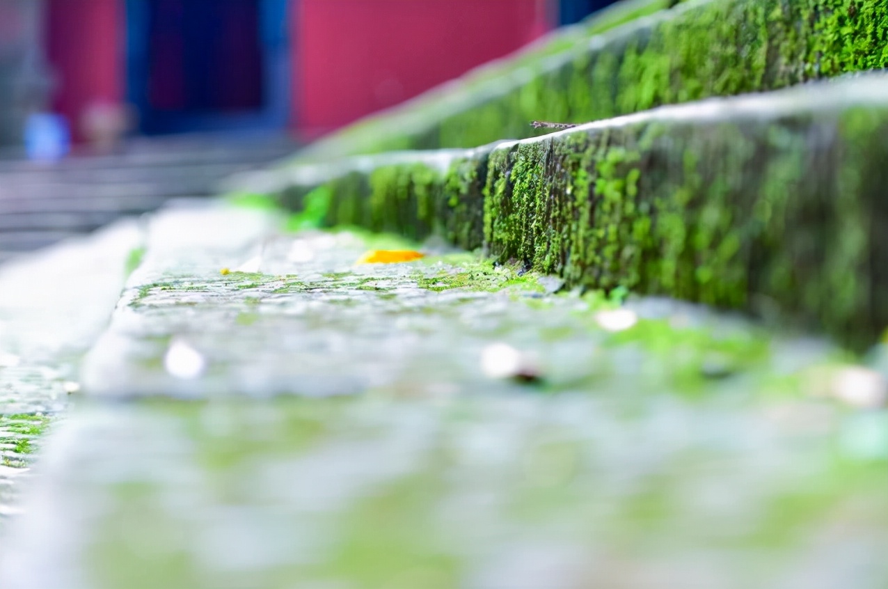 螺蛳上的青苔怎么处理干净,青石青苔怎么处理