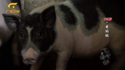 巴马长寿村10年候鸟人真实现状,最新巴马候鸟人真实讲述