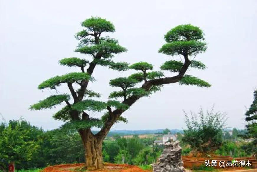 盆景制作与赏析观花,盆景对节白蜡怎么造型