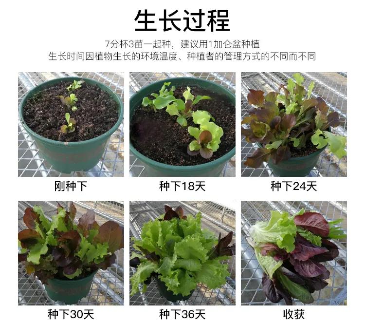 夏季适合做沙拉的蔬菜有哪些,种蔬菜教程阳台