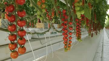 【加快项目建设推进高质量发展】戈壁滩崛起“农业工厂”——古浪越海农业书写古浪现代农业新篇章