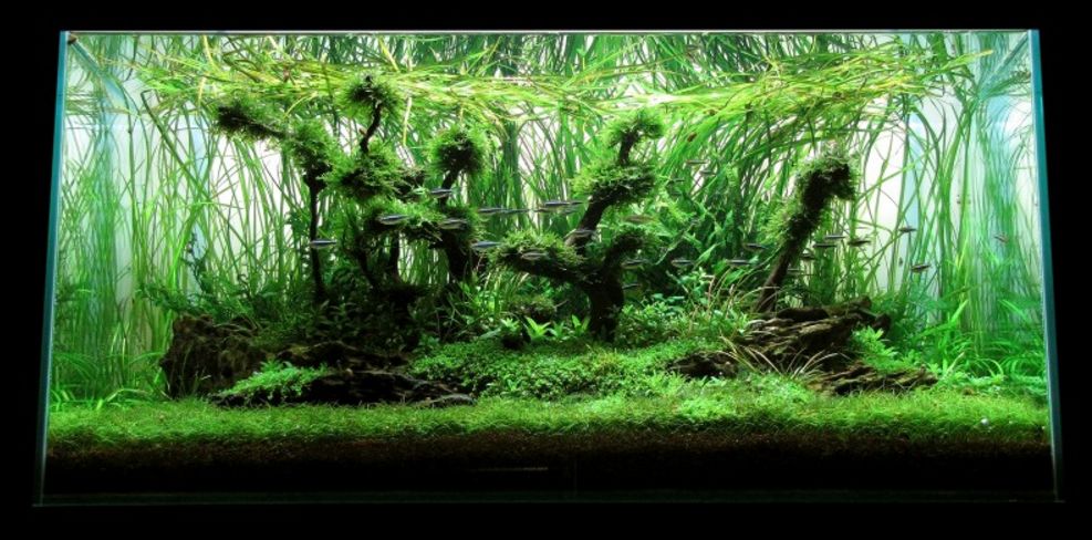 三角形构图水族造景,水族造景构图黄金比例