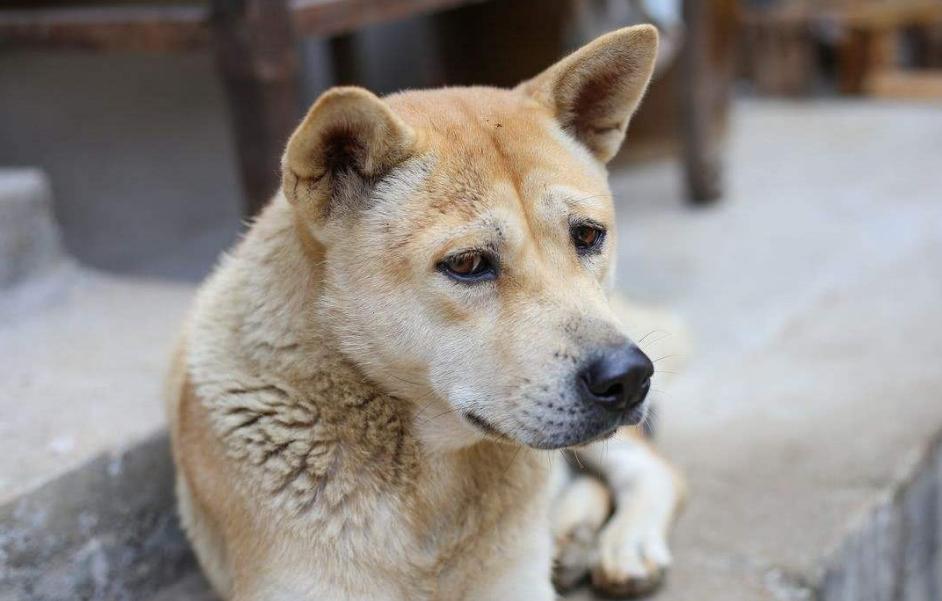 农村被狗贩子偷走的狗都去了哪里,农村偷狗贼偷的狗都哪去了
