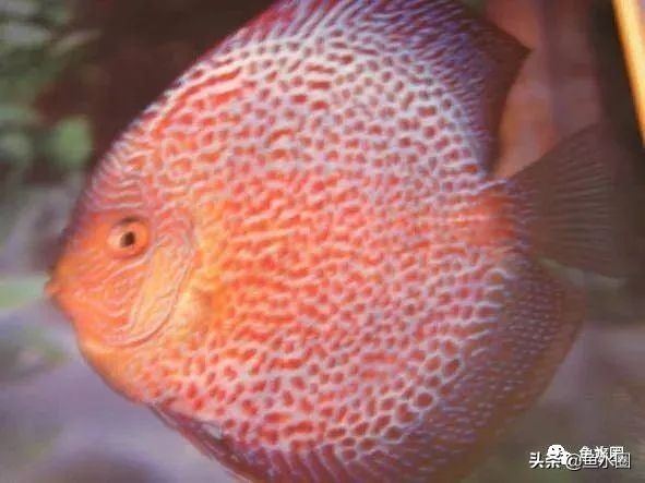 七彩神仙品系图谱,七彩神仙全系品种介绍