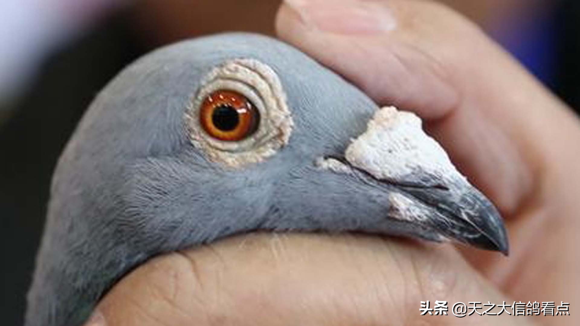 「赛鸽资讯」什么样的鸽子才是鸽王