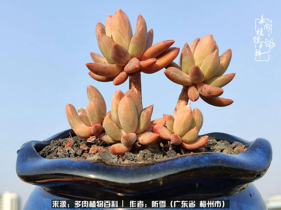 遇见多肉感恩生命中所有的相识,爱上多肉是个压力山大的事