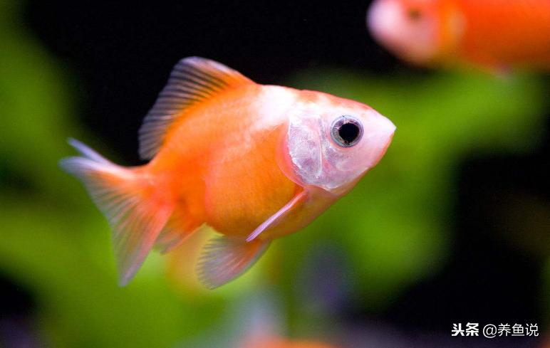网上买观赏鱼该注意哪些细节？这些常见经验技巧告诉你