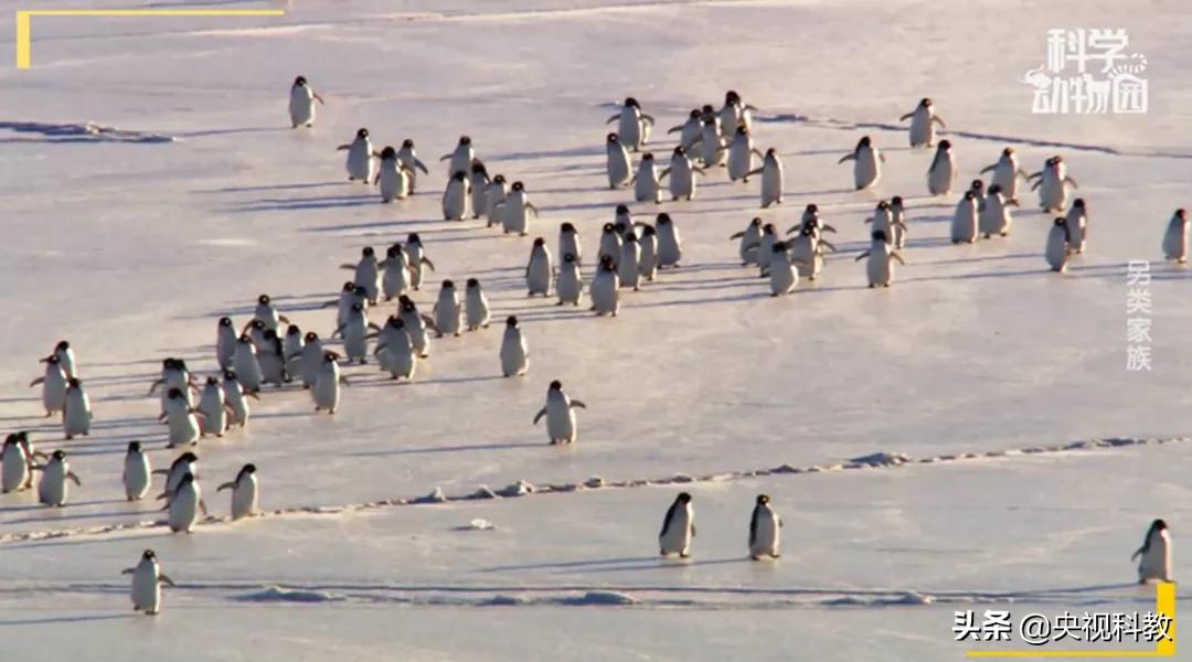 某些企鹅竟然偷东西成瘾，张腾岳一句话道破真相