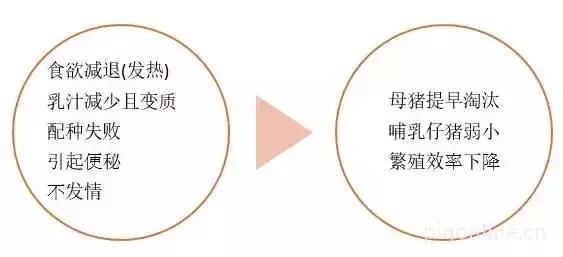 母猪不发情吃什么药,母猪为什么不生崽