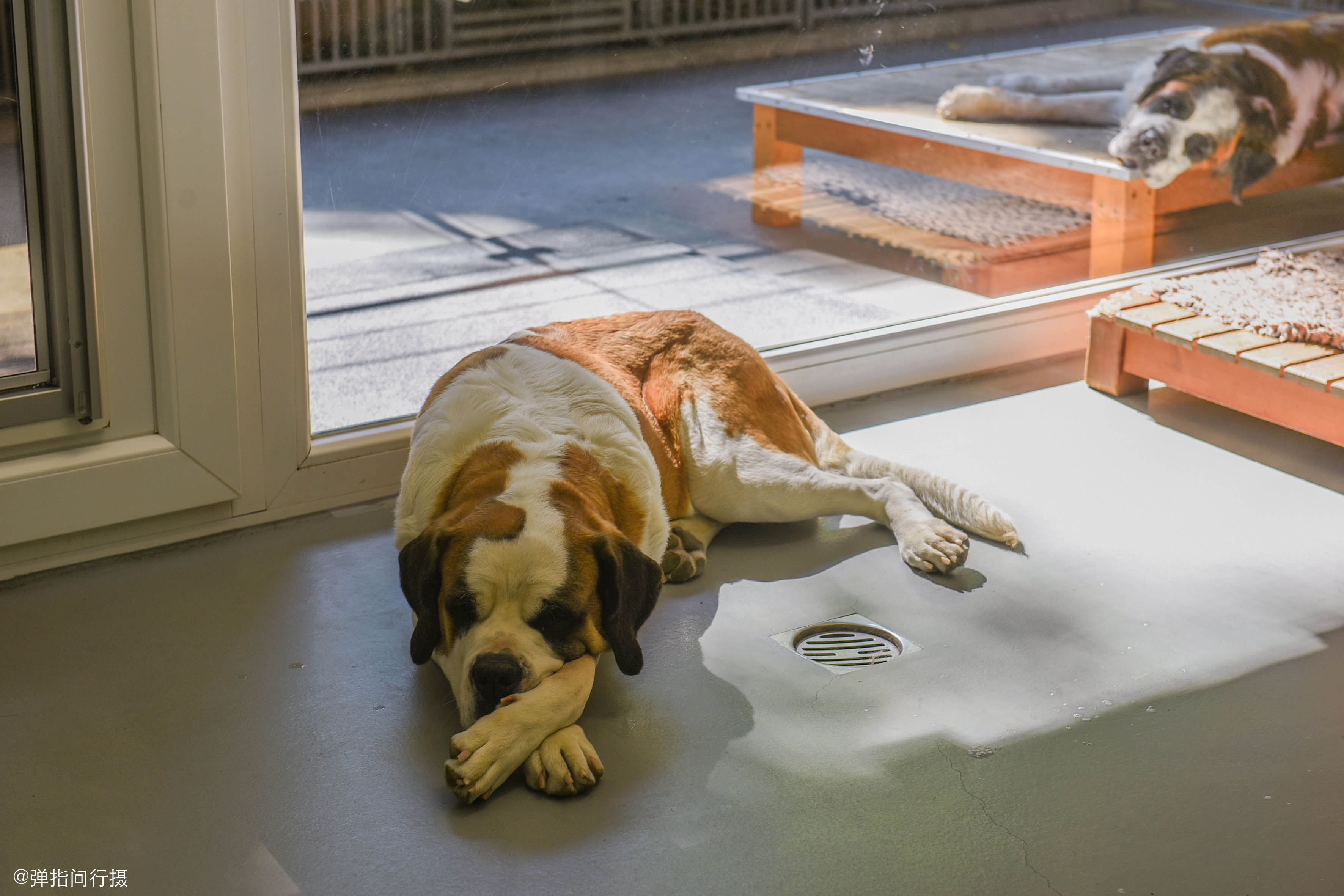 瑞士的救援犬,世界公认的古老犬
