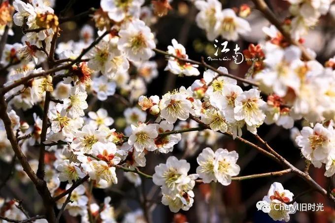 苏州旅游值得去的景点,去苏州旅游攻略最好的景点
