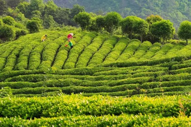 收藏，临安诗词大会来啦