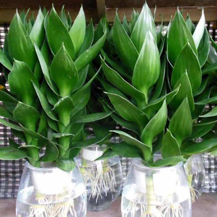 土培富贵竹子杆黄了还能返青吗,富贵竹还没生根就黄叶了怎么办