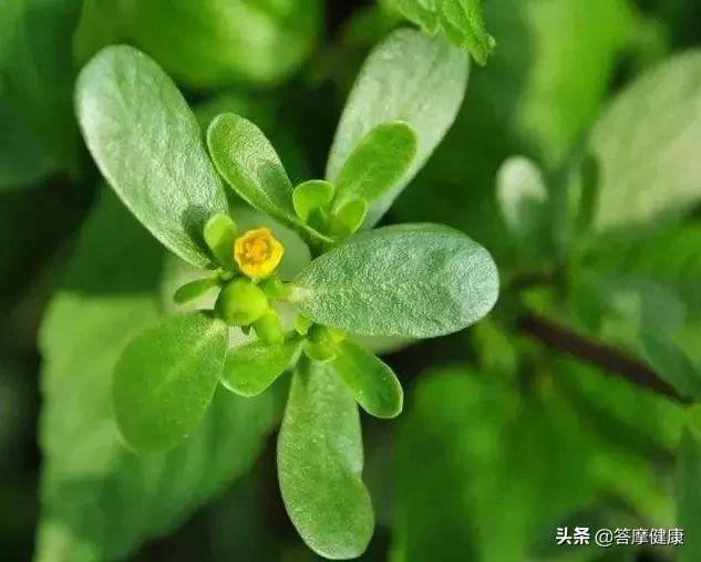 湿热带下喝什么汤,带下病湿热吃哪些食物好