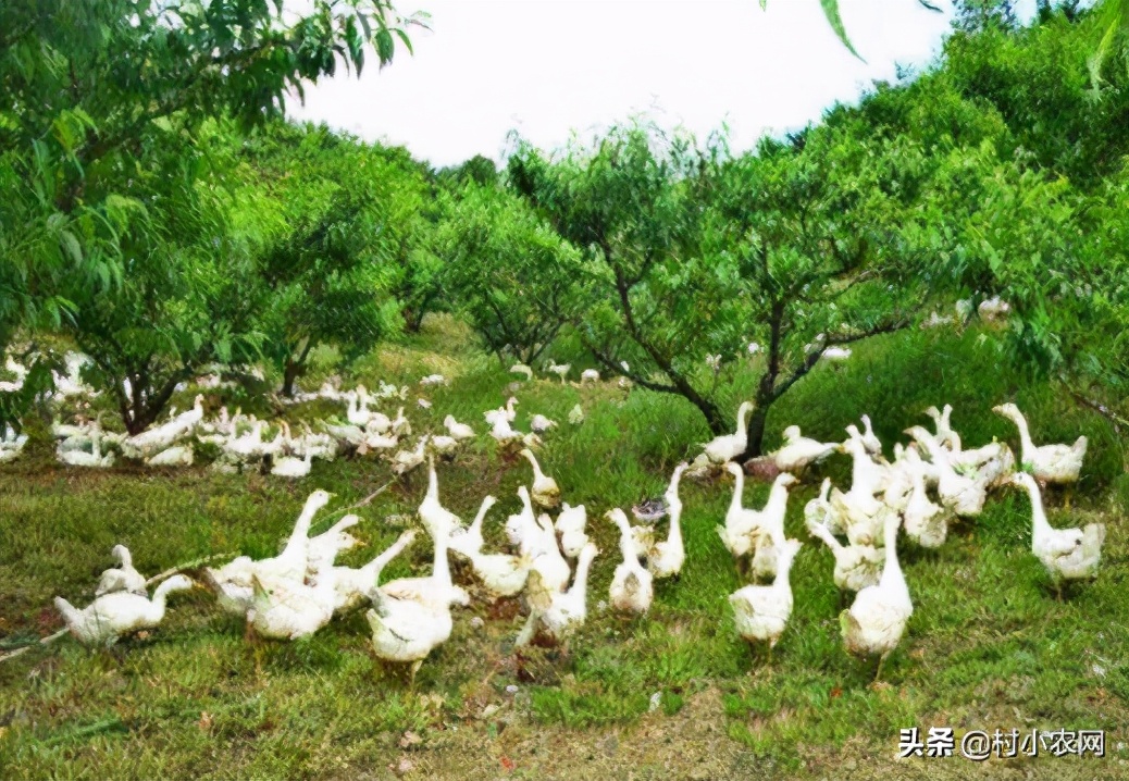 2021农村创业养殖有什么好项目,2020年农村种养殖创业项目