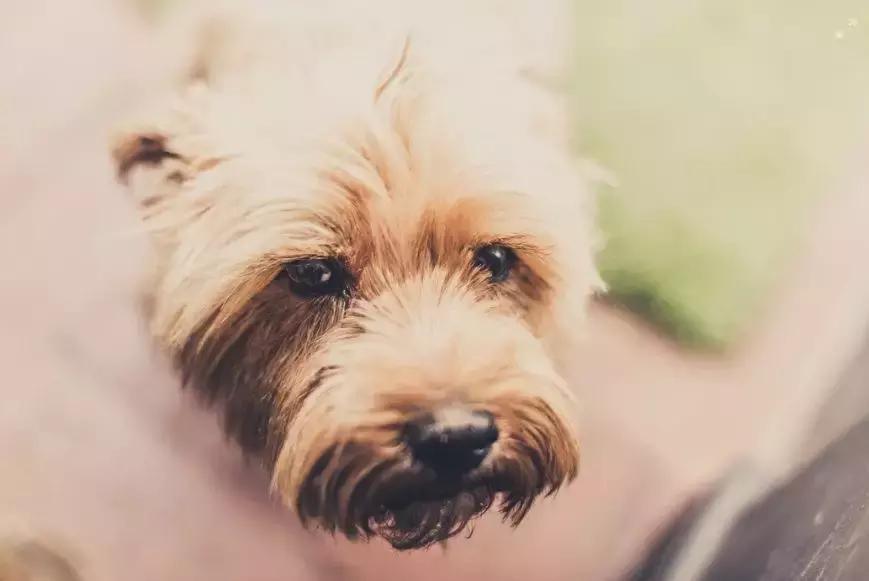 “救命！我家狗狗又吃粑粑了……怎么教它都不听”