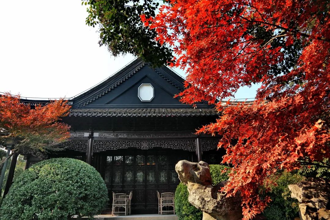 深秋回暖，安排！沪上各区的深秋美景，你准备好打卡了吗？