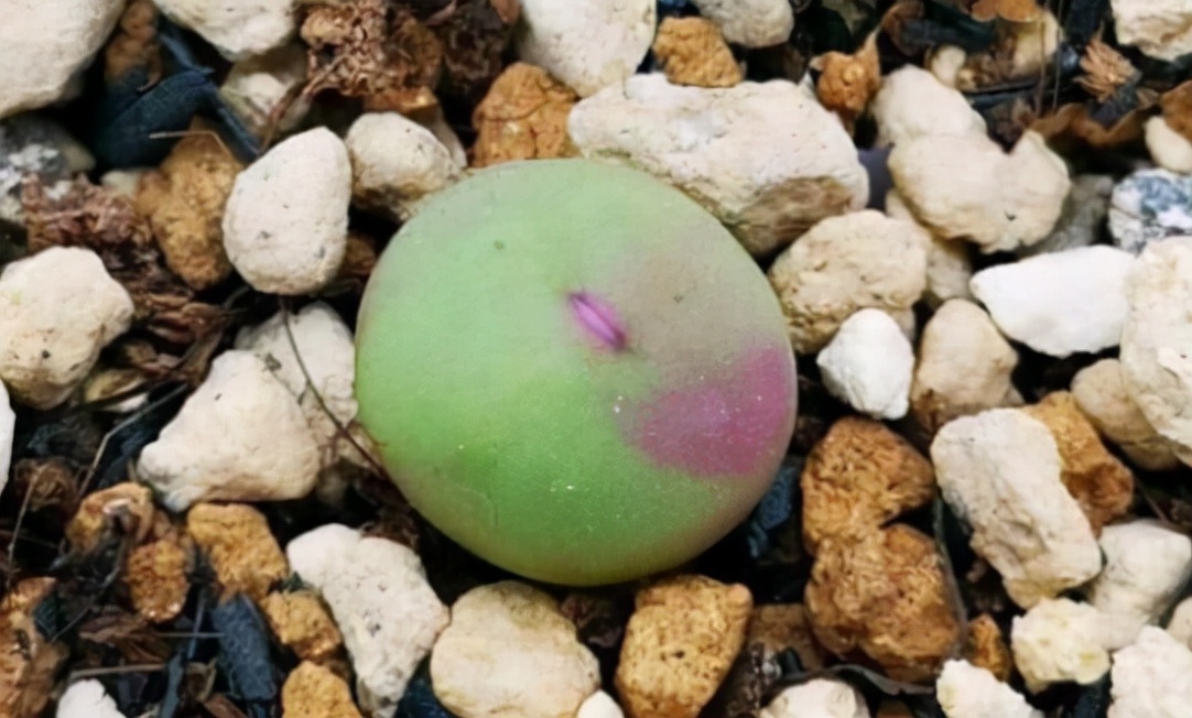 稀有奇特进口多肉,家里养着五种常见多肉