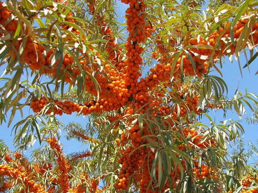 百种水果,100种果子大全