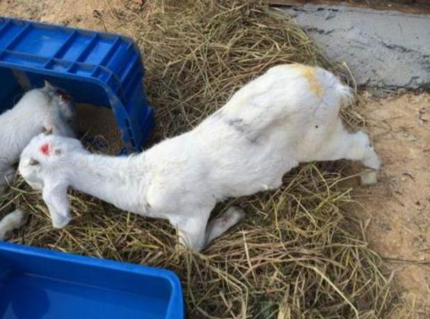 庆大霉素给羊喝能治羊拉稀吗,羊产仔后母羊拉稀怎么回事