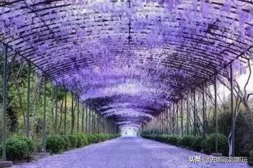 最新元旦增城大埔围花海门票,增城大埔围花海樱花节门票