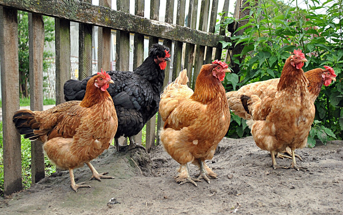 蛋鸡脱肛的原因，如何防治？