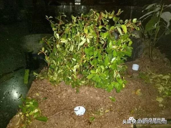 丛林造景黄缘龟池设计图大全,龟宝宝黄缘龟生态缸造景教程