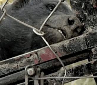 什么动物能单挑雄狮,在森林中唯一敢单挑狮子的动物