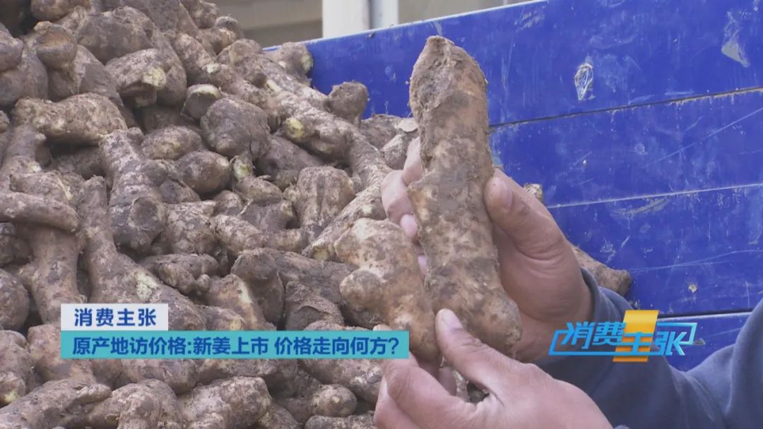 大量精品生姜出售,今日鲜姜收购价格