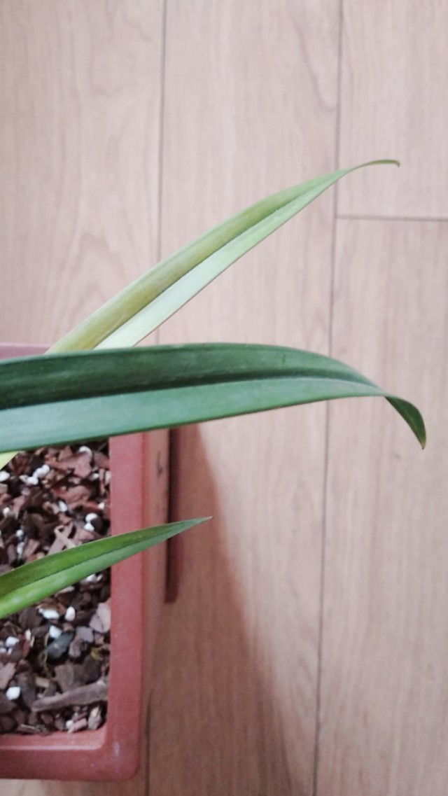 建兰市长红特点,建兰市长红兰花