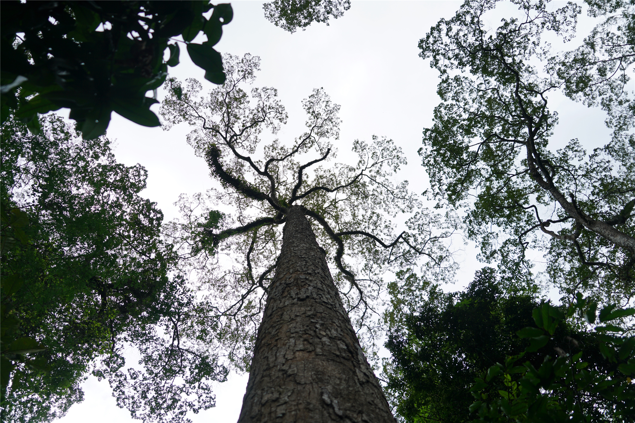 热带雨林丛林深处望天树图片,热带雨林中的望天树