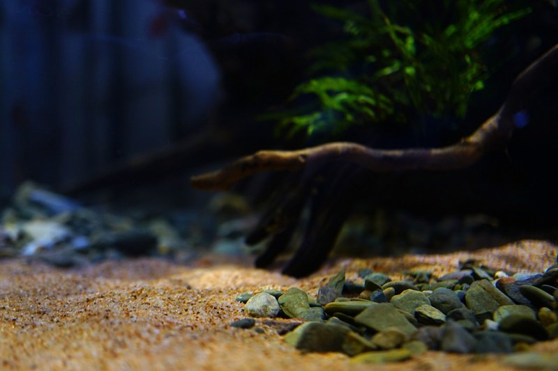 南美水族论坛推荐,南美水草造景论坛