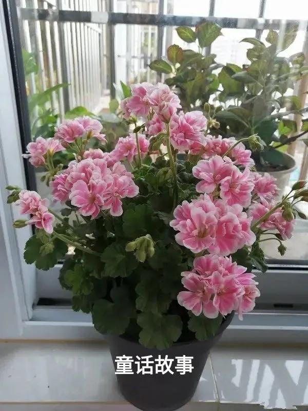 阳台天竺葵容易爆花品种,天竺葵最能开花的品种