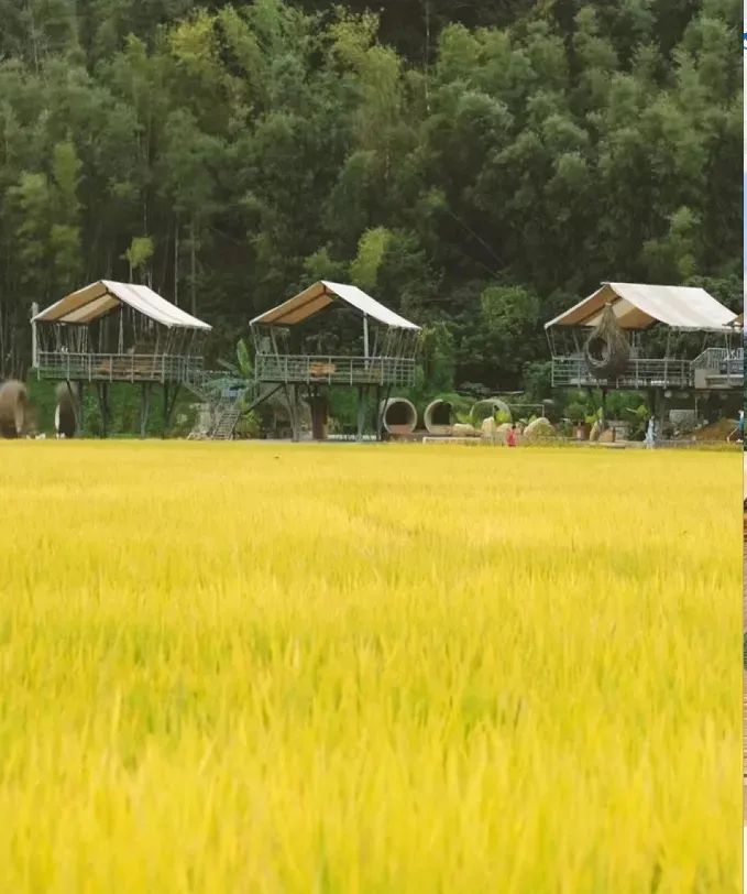 柿柿如意今秋造访最美柿子乡,金秋十月收获的季节柿柿如意