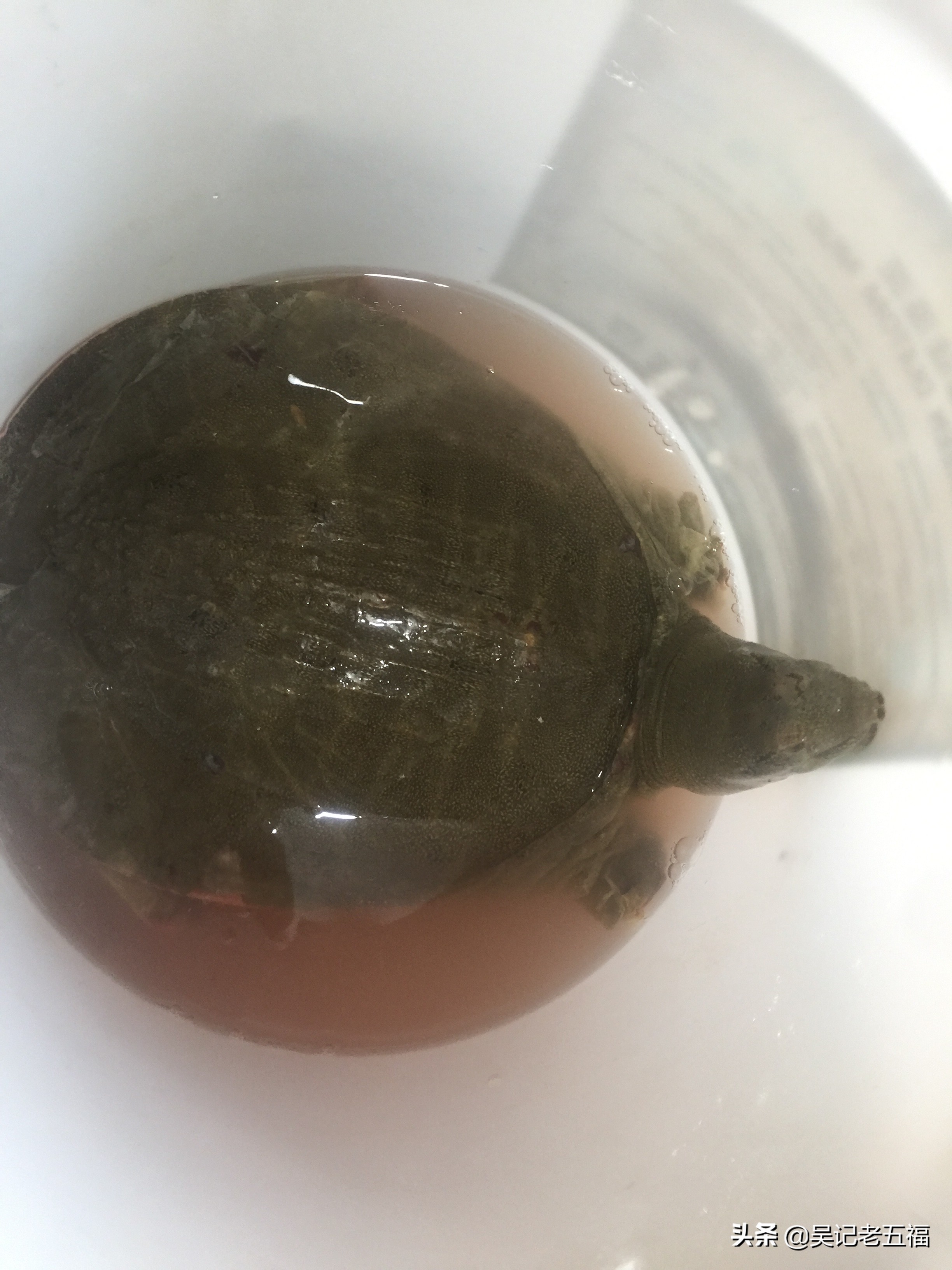 甲鱼排骨做法红烧,大师的菜红烧甲鱼